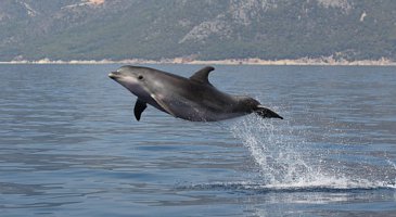 Ionian Dolphin Sightings