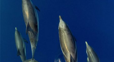 Striped Dolphins (Stenella coeruleoalba)